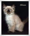 /album/alfonso/alfonso-12-hetes-005-jpg/